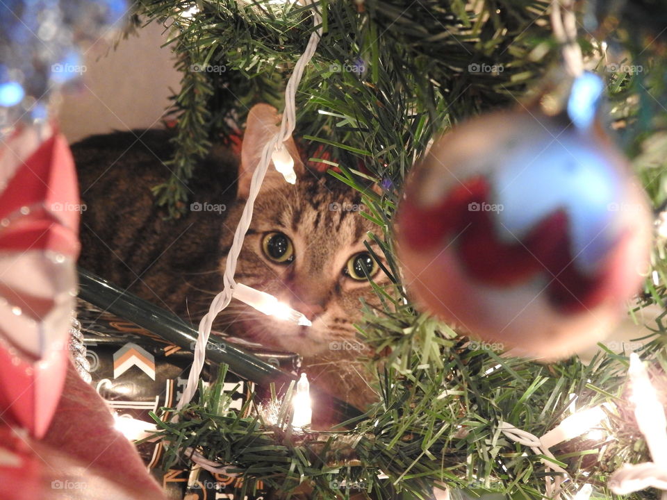 Lennox under the tree 