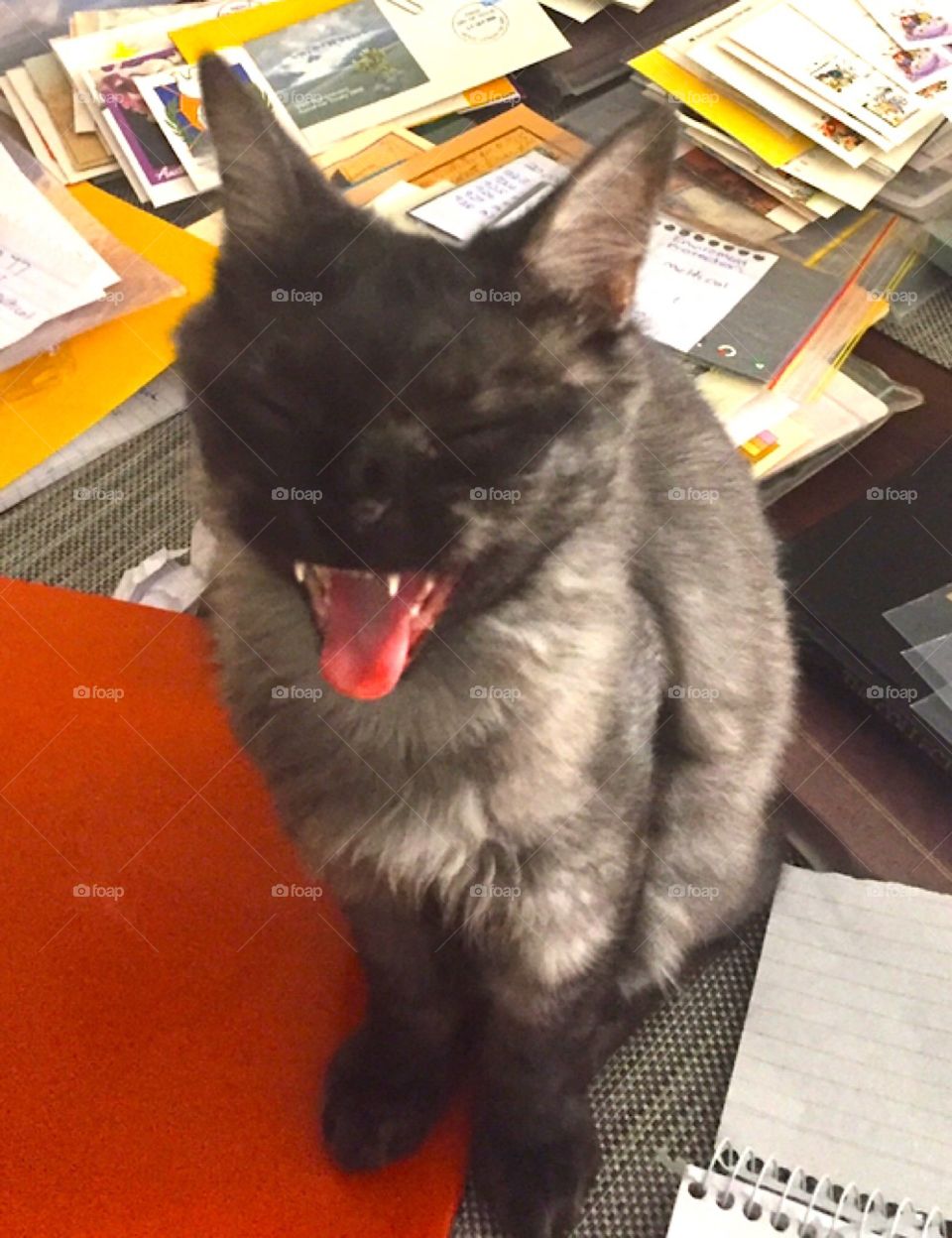 AhhHaHaHa! I sit here and you get to work over there somewhere. Such a clever clever handsome cat I am!