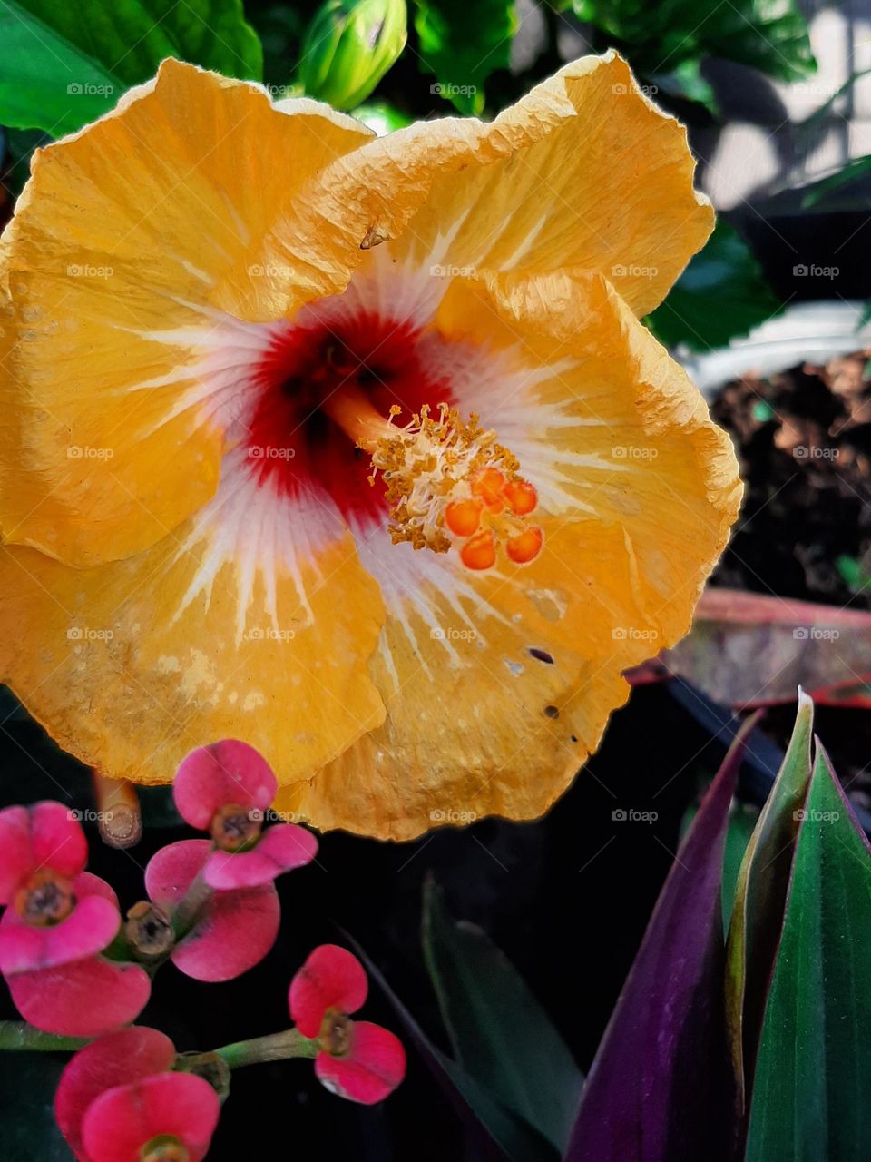 Hibiscus Yellow with little Euforia red flowers.