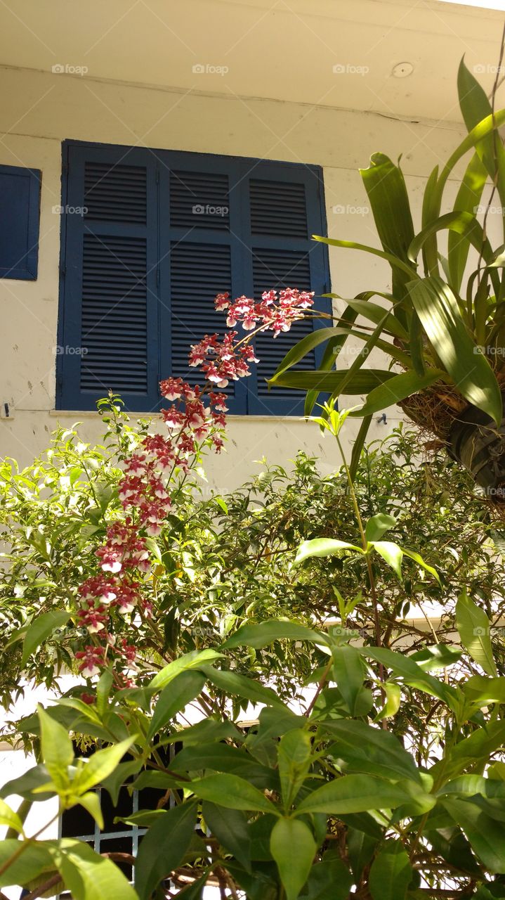 Orchid and the BLUE window