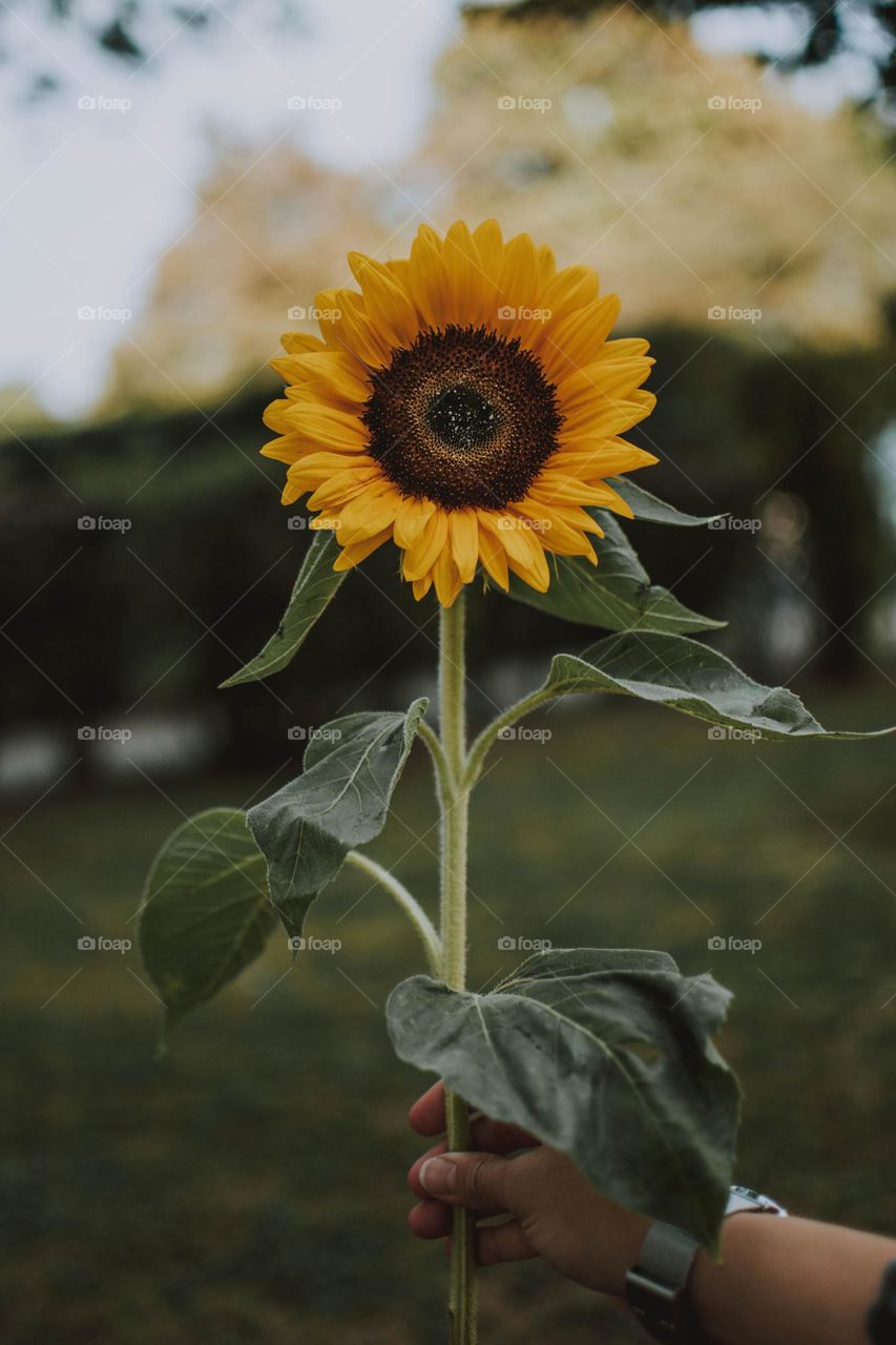 Sun flower lover
