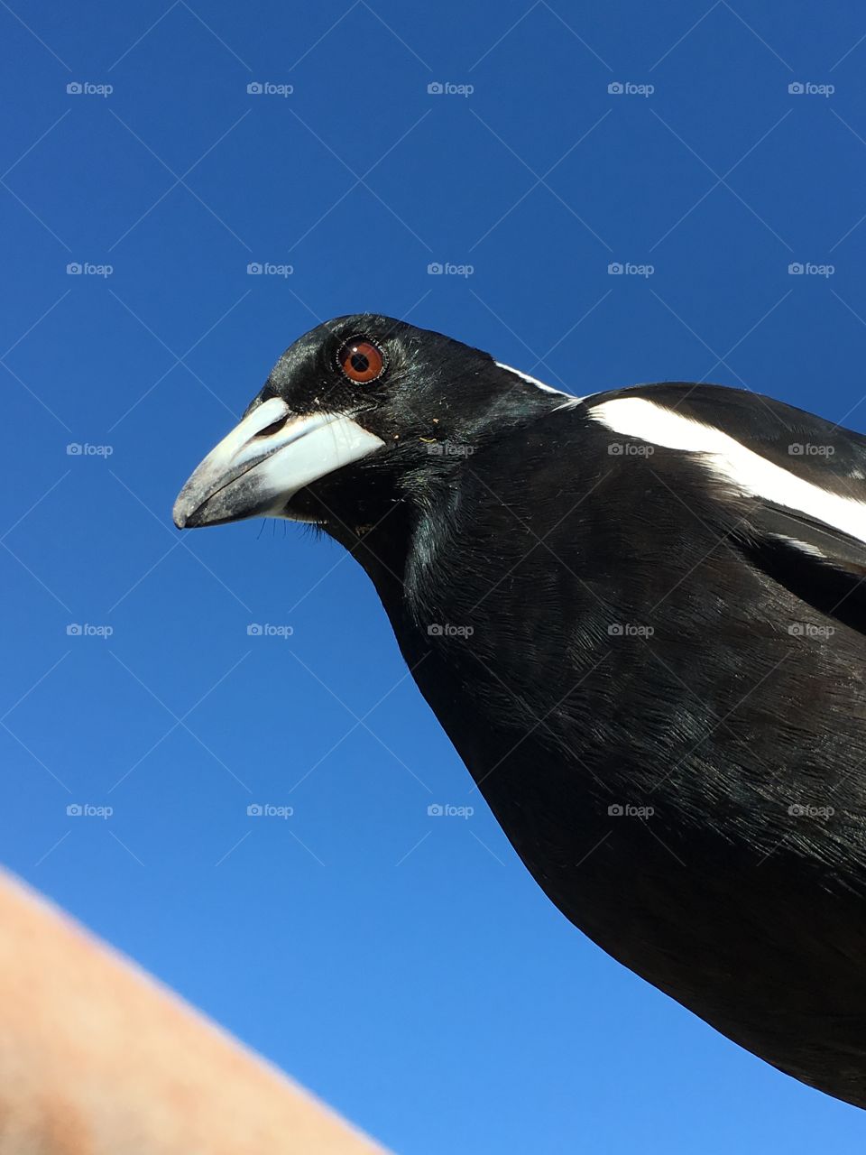 Magpie bird closeup against a vivid blue Australian sky 