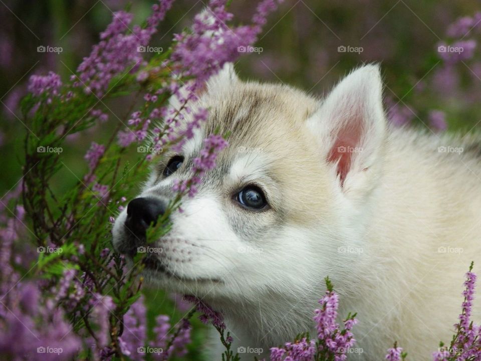 собака, щенок, морда, цветы