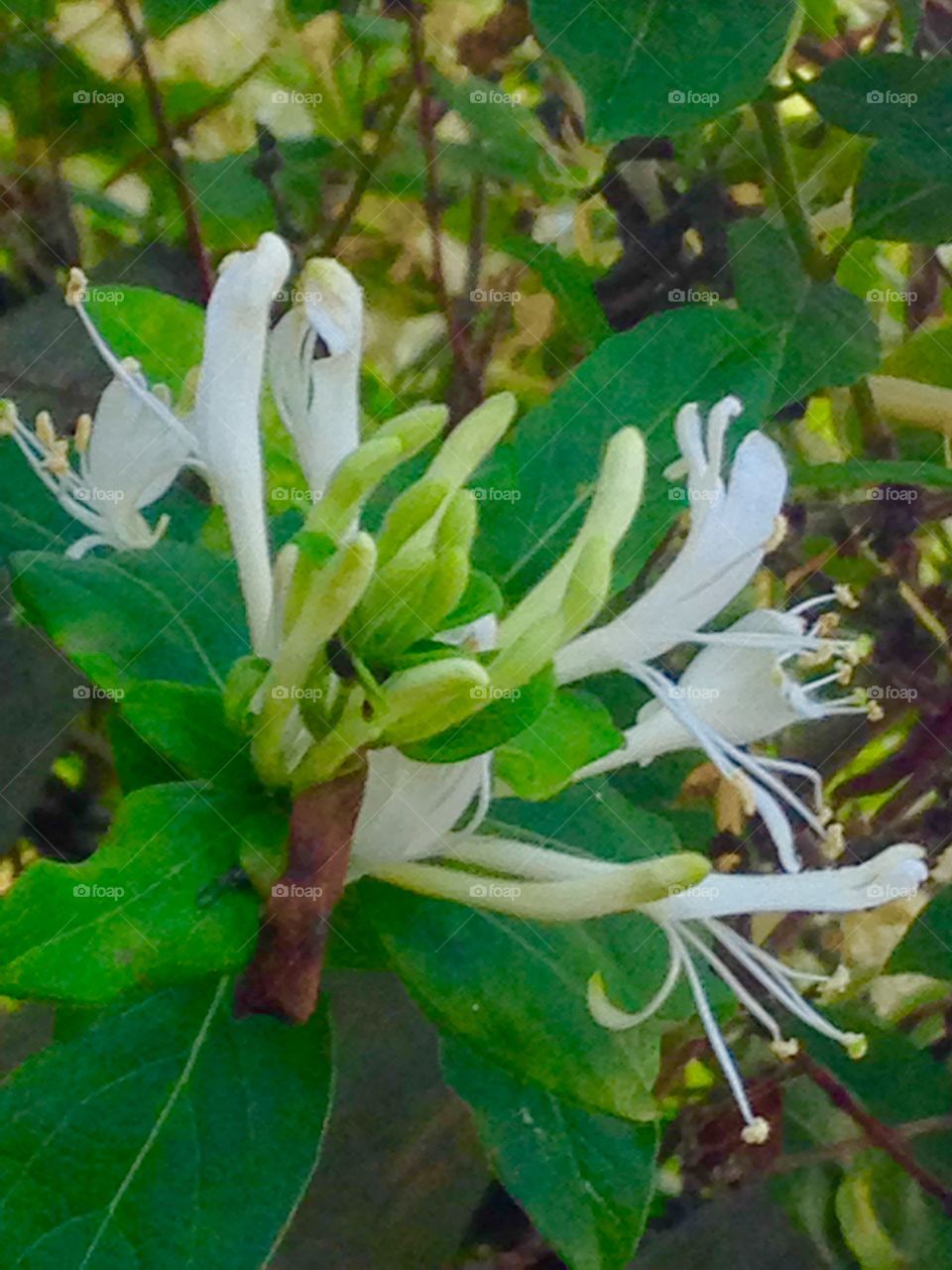 Blooming honeysuckle 