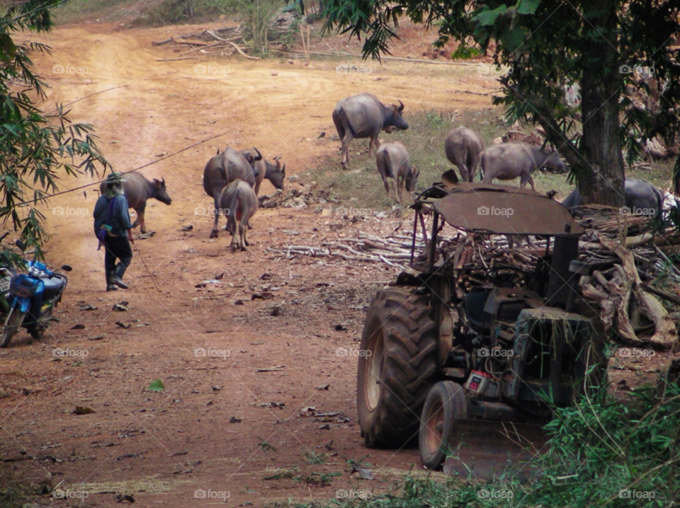 sand thailand animals farmer by twilite