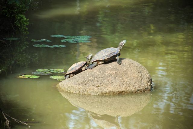 Two tortoise together 