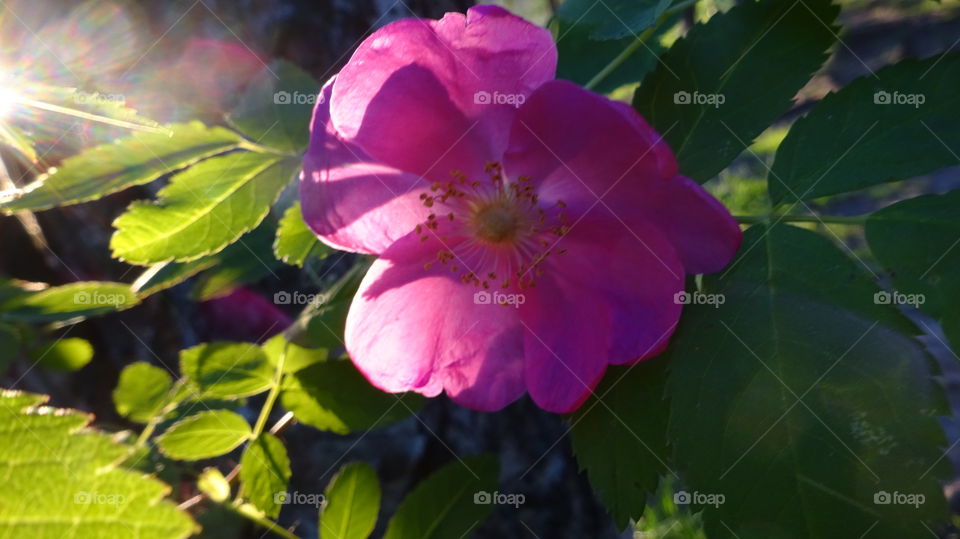 briar flower in the sun