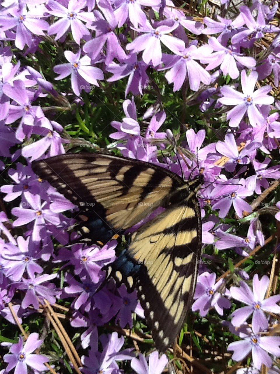 Yellow butterfly purple flower