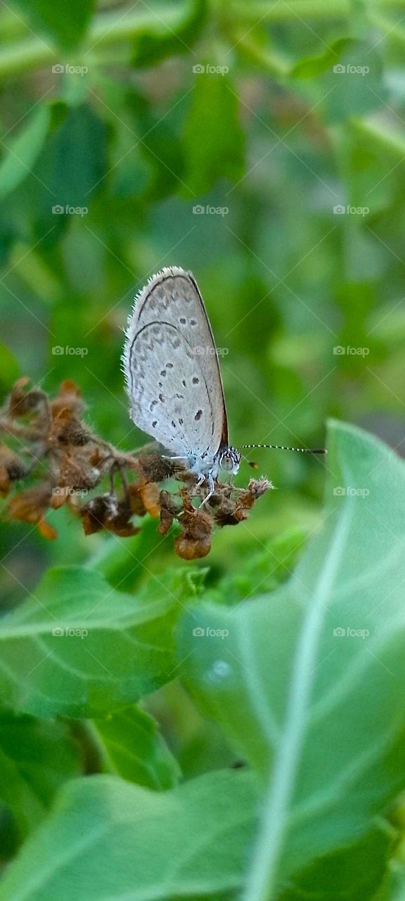 Little Beauty😍🐛🦋🐝