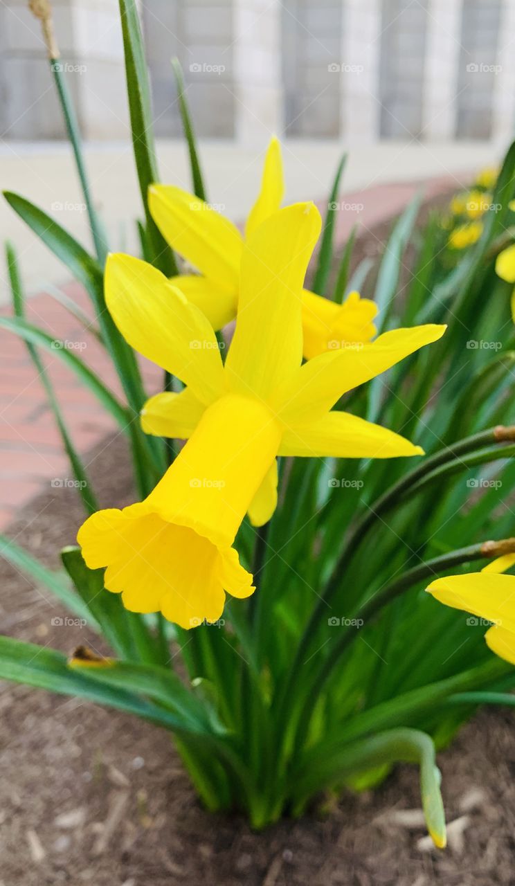 Daffodil in Federal Triangle