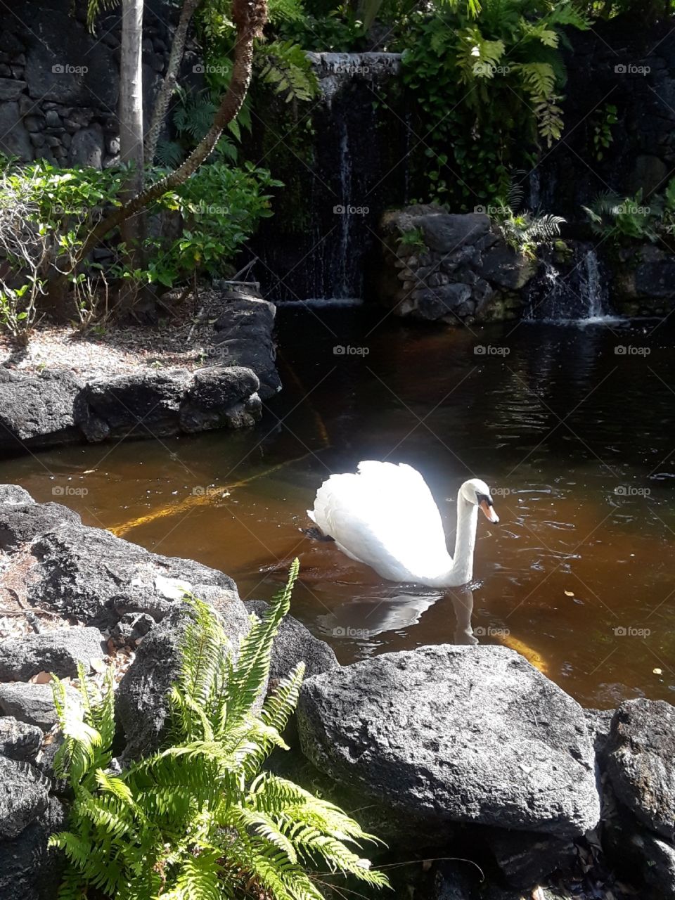 Beautiful pure white swan with a small waterfall and rock enclosed pond. Taken  on Long Bahama Island.