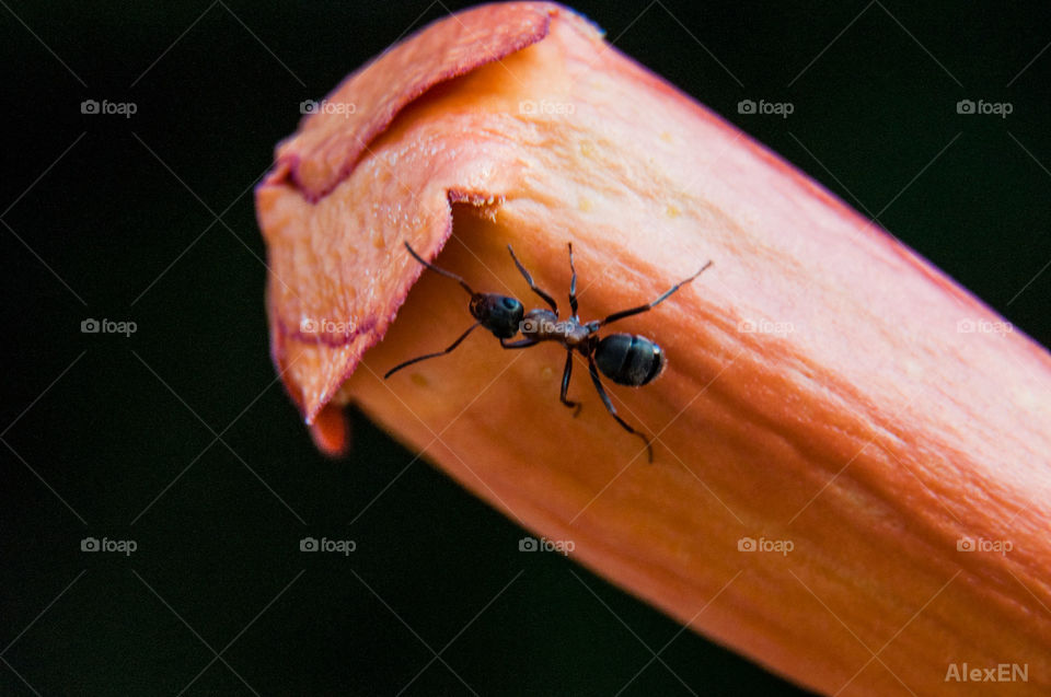 Ant on flower