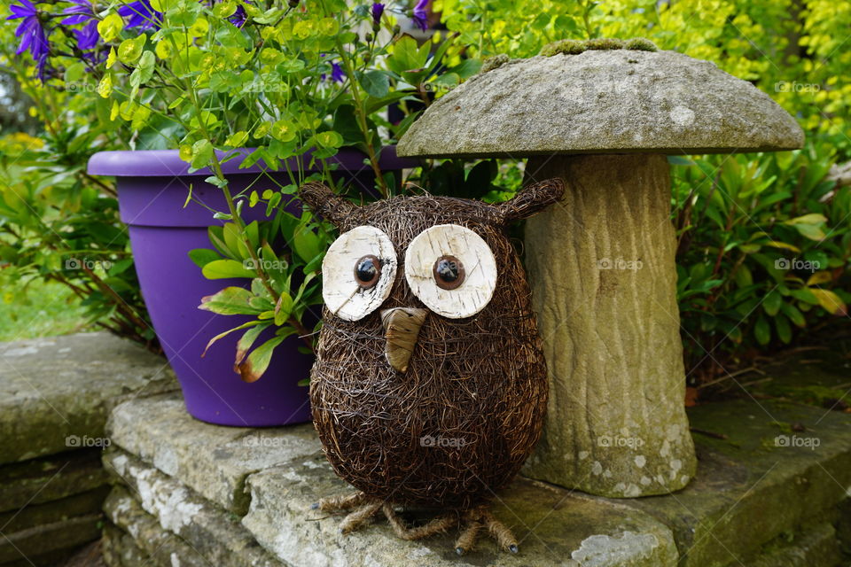 Garden owl ornament next to a beautiful purple flower tub ...