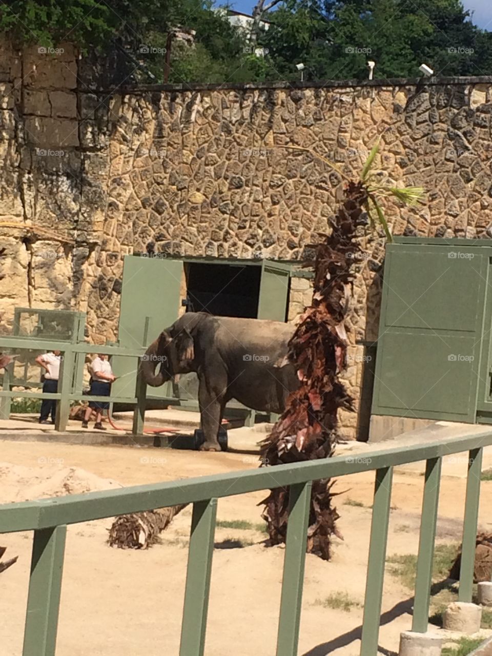 Zoo elephant