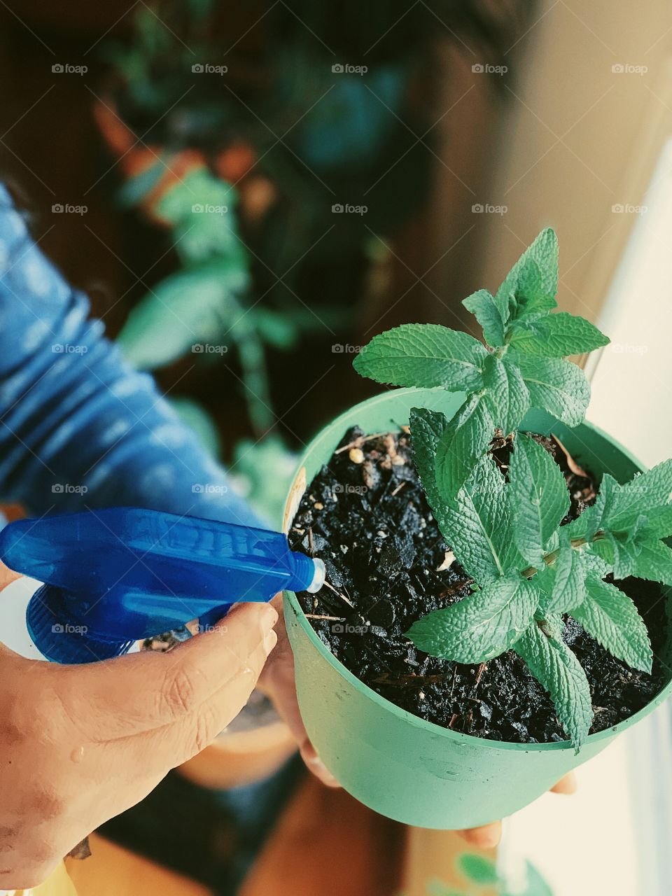 Plantation, pot, home plants, urban living, green, watering plants at home, kitchen garden, green plants in plots, sustainable life, renewable, sustainability