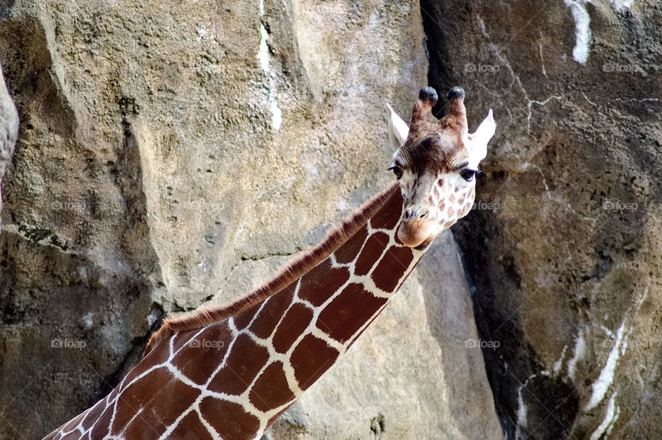 Giraffe Candid