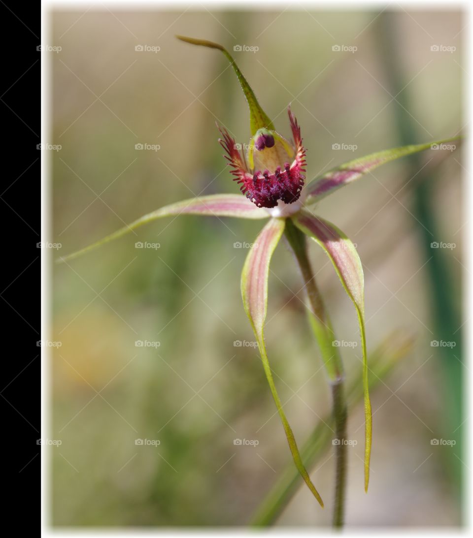 Spider Orchid. The Spider Orchid is a wildflower of Western Australia. 