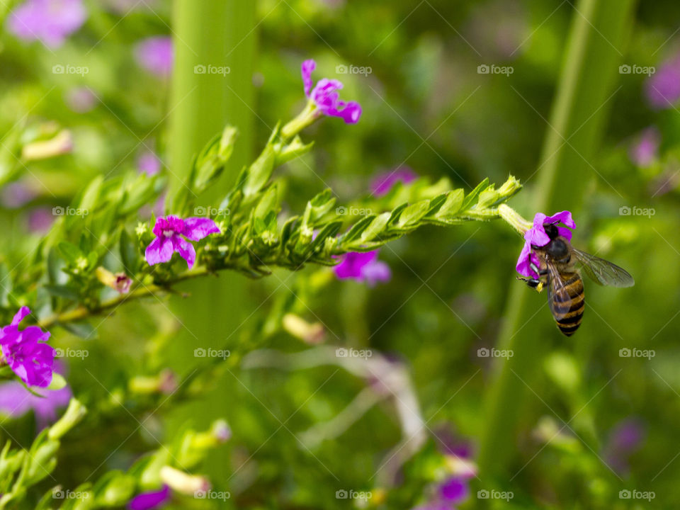 Purple Flower and bee