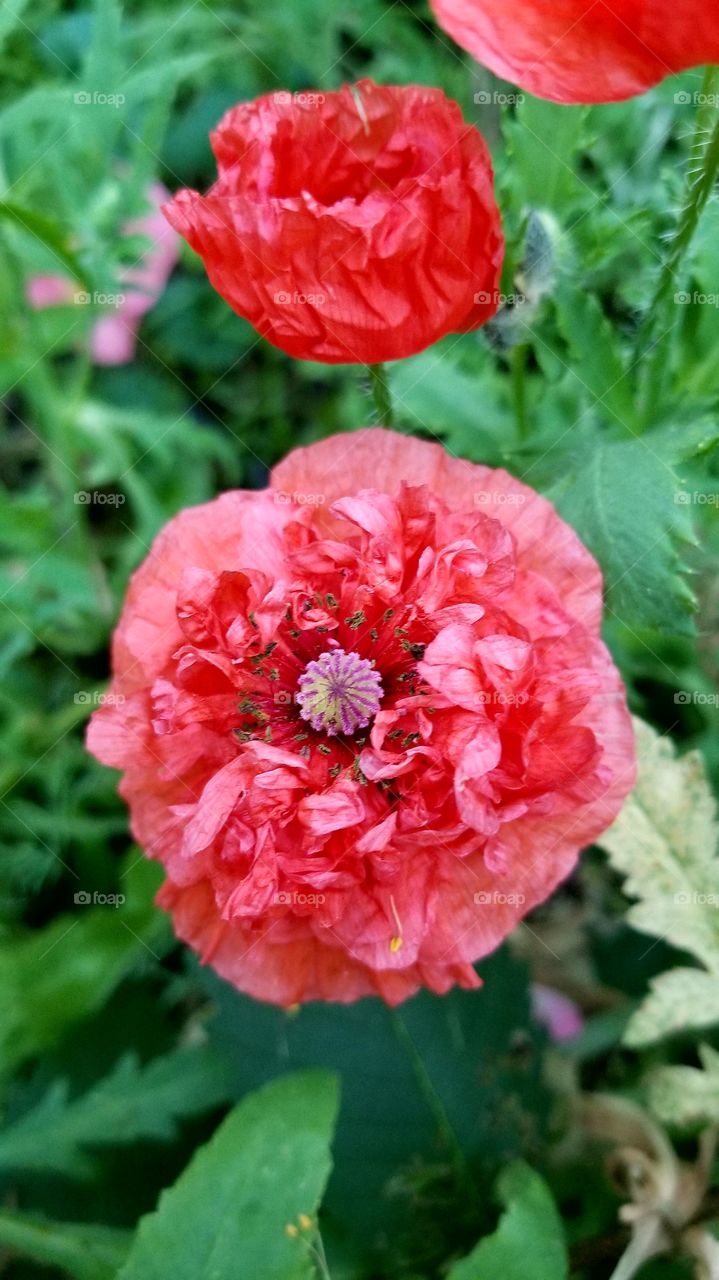 Wild poppy