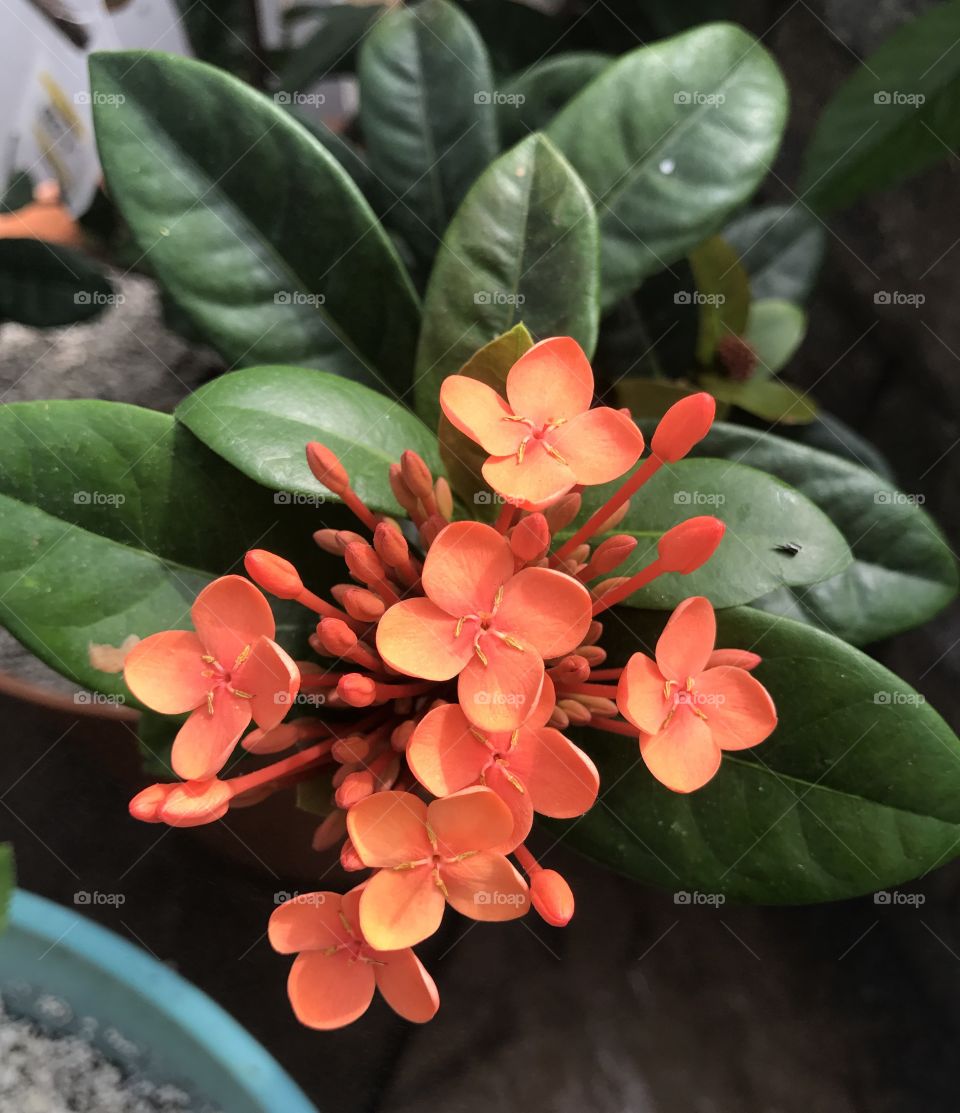 Orange Flowers Close-Up