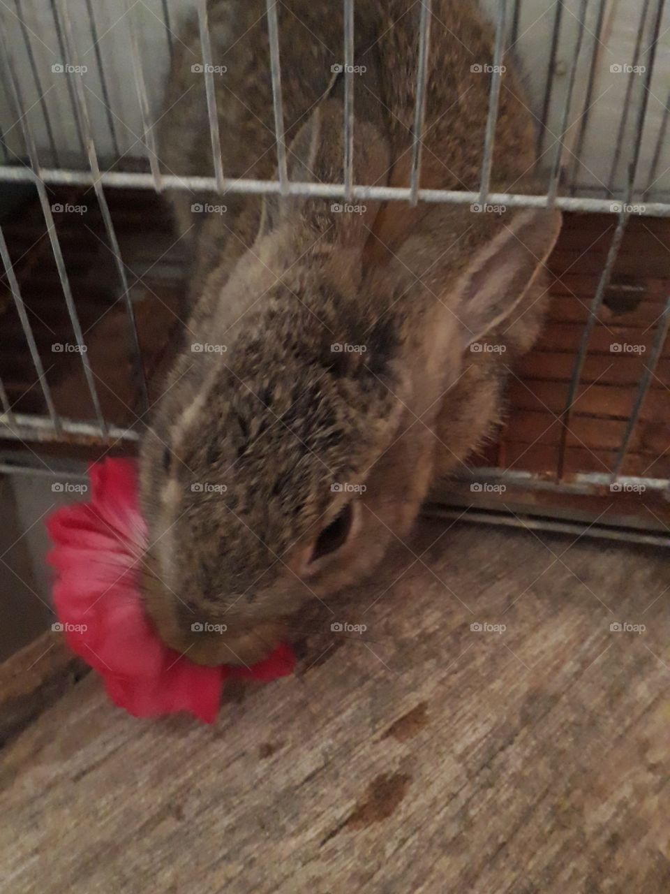 bicho de estimação