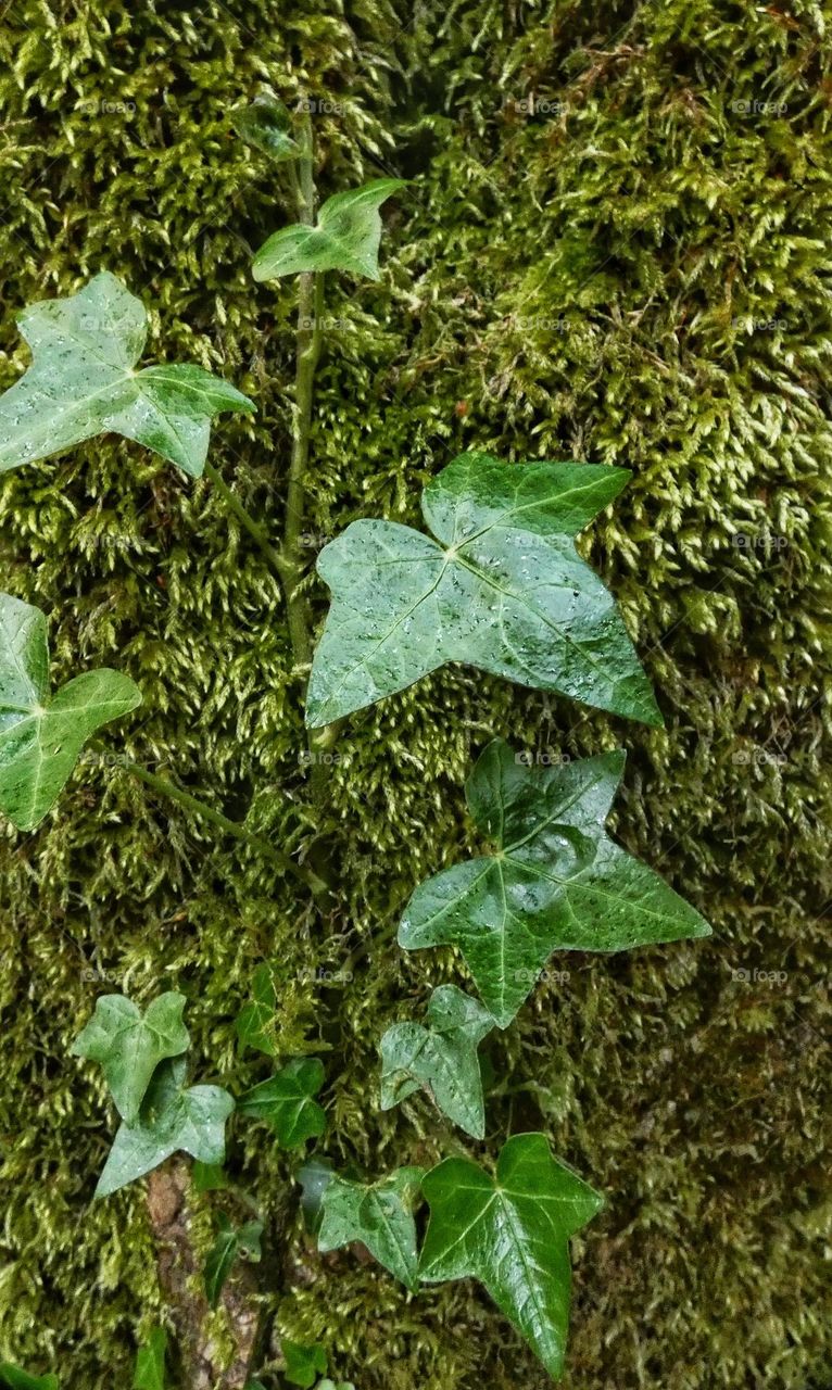 Ivy and moss