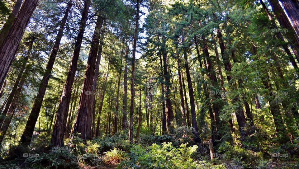 Muir Woods