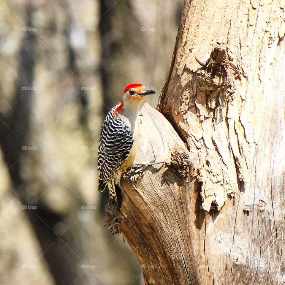 Woodpecker perching on tree
