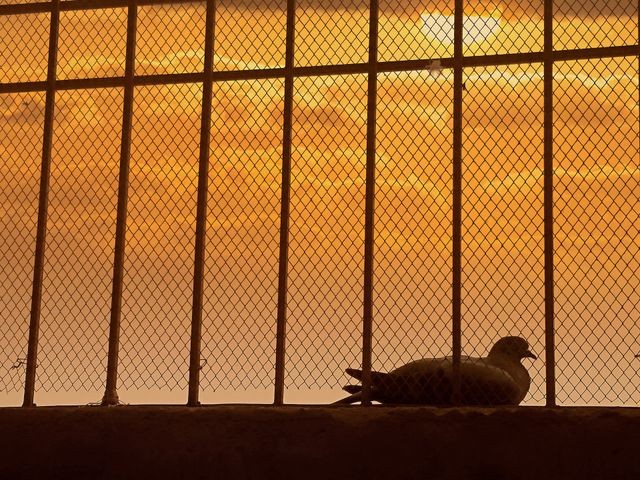 Pigeon
