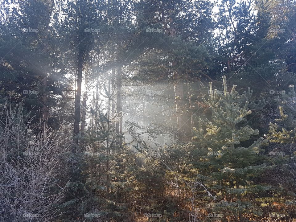 sunrays through the forrest