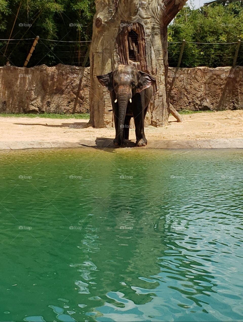 Grey elephant beside outdoor swimming pool on hot summer day at Houston Zoo in Texas