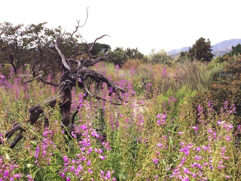 Lupine and a dead tree