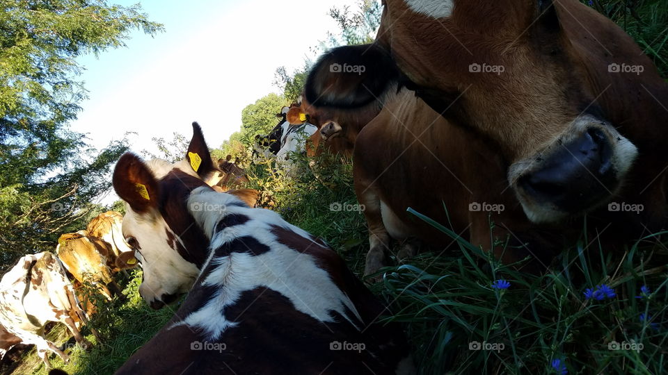 lazy cows lounging in the shade