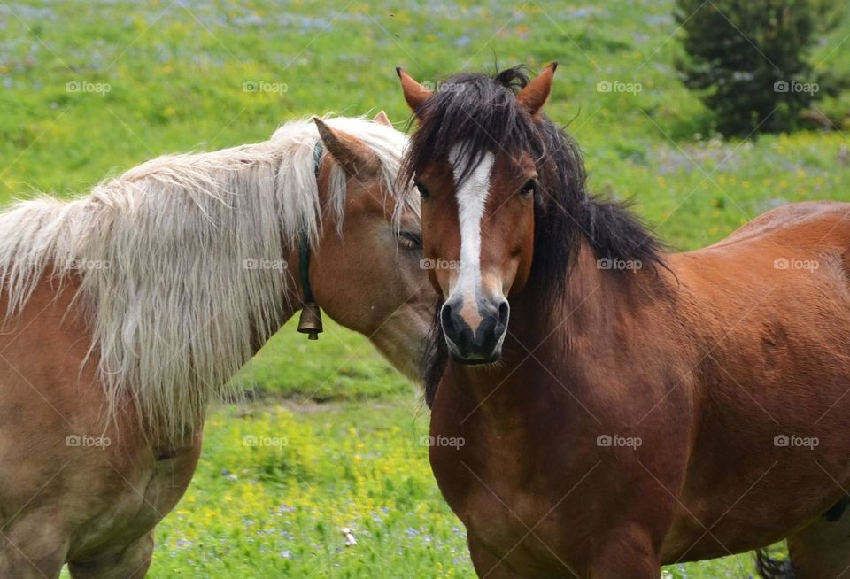 Beautiful spring landscape with Horses