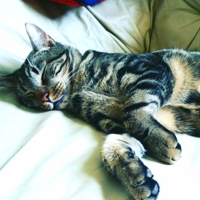 Sleeping Rogue