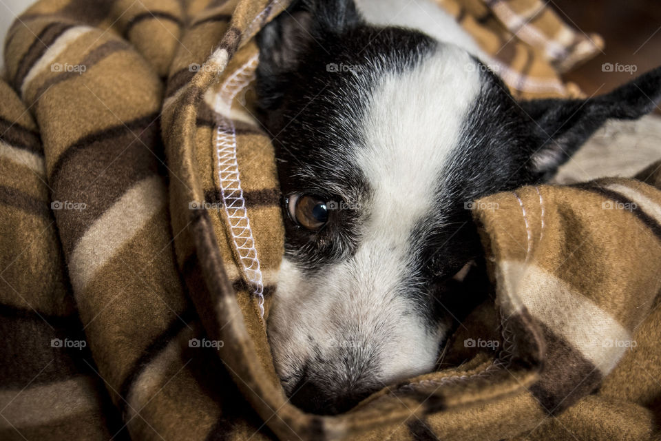 Little dog on a blanket