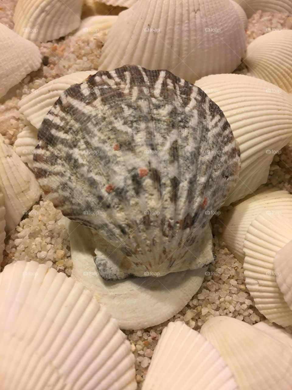 Close-up of a scallop shells
