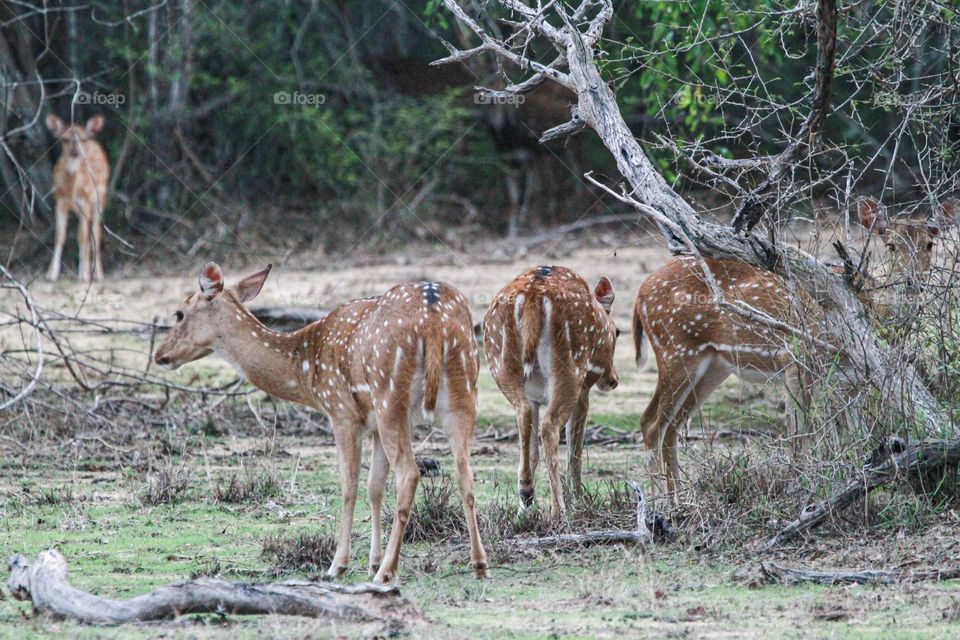 My deer, what big eyes you have. My deer, what big ears you have. My dear, what big antlers you have