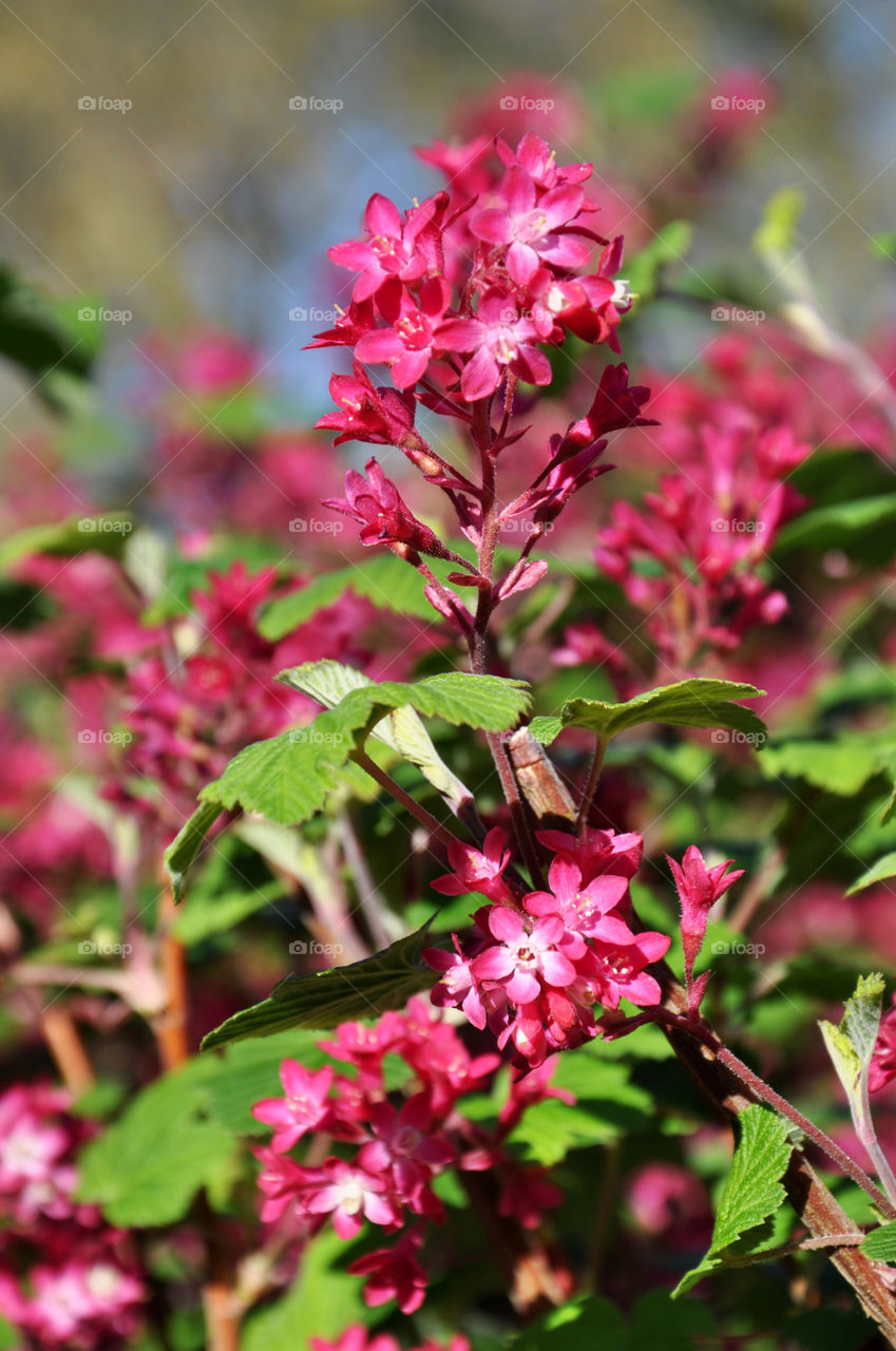 Flower, Nature, Flora, Leaf, Garden