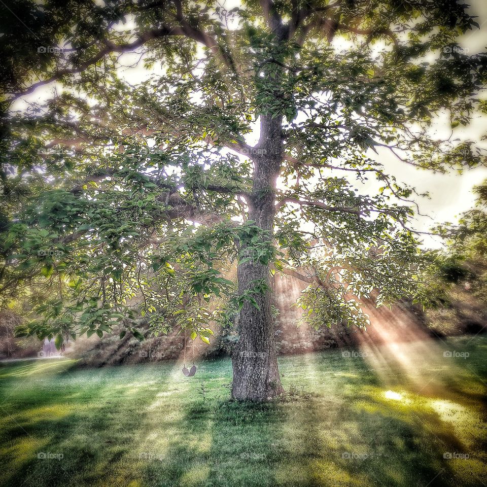 Light rays through tree
