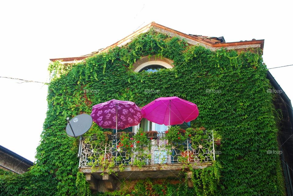 Ivy and umbrellas - Pusiano, Como, Italy.