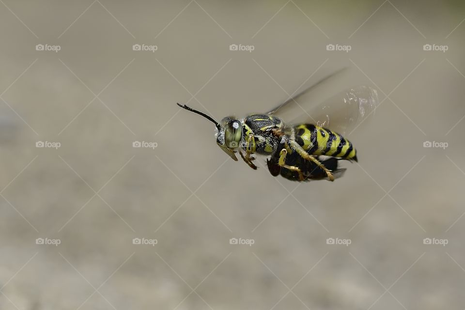 Sand Wasp.