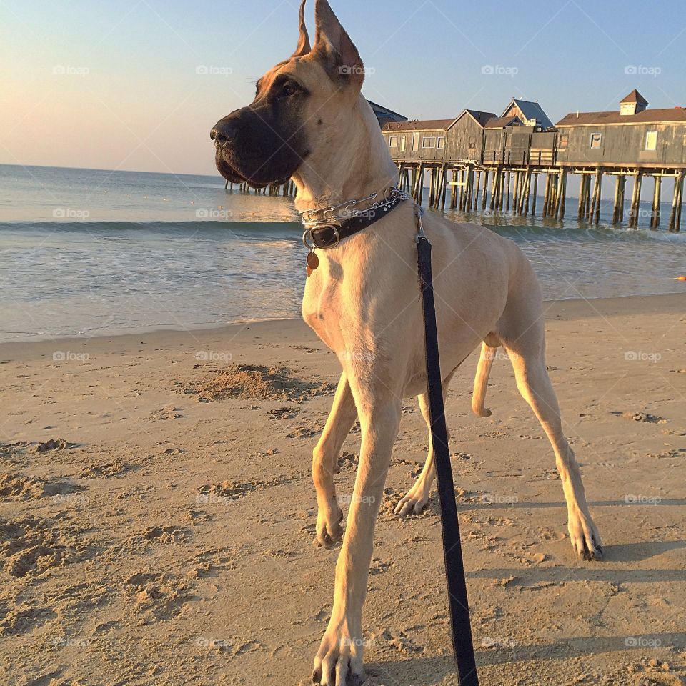 Scooby. Old Orchard Beach, Maine
