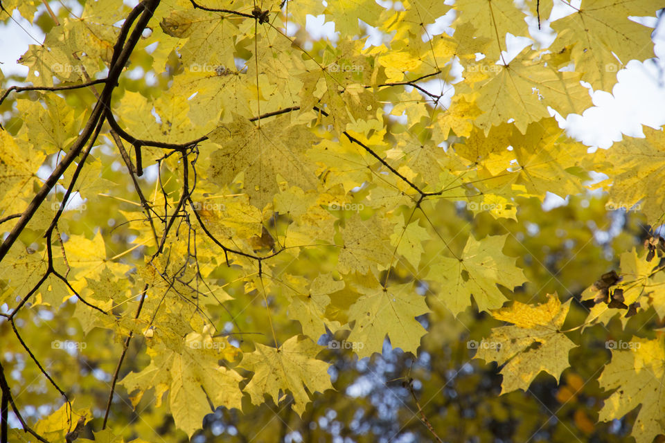 Yellow maple leaves in forest