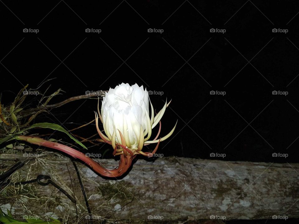 the blooming of a kadupul flower, this version of which is endemic to Sri Lanka, the flower blooms at night only one day a year, this day of the year, all of the kadupul flowers bloom. this is one of the rarest and most expensive flowers in the world