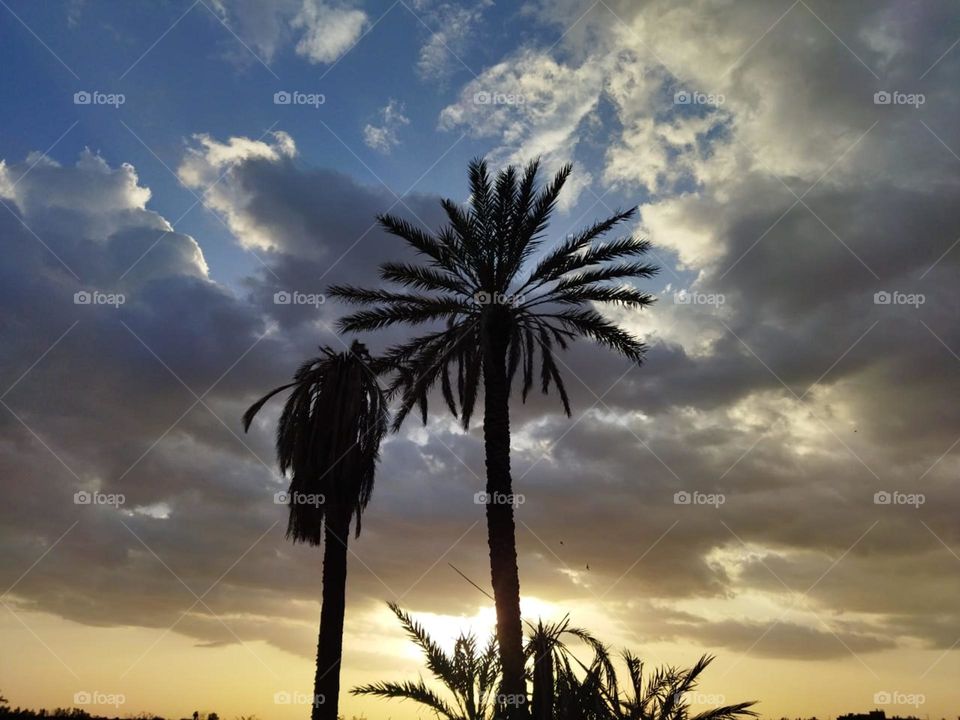 Palm trees and beautiful sunset