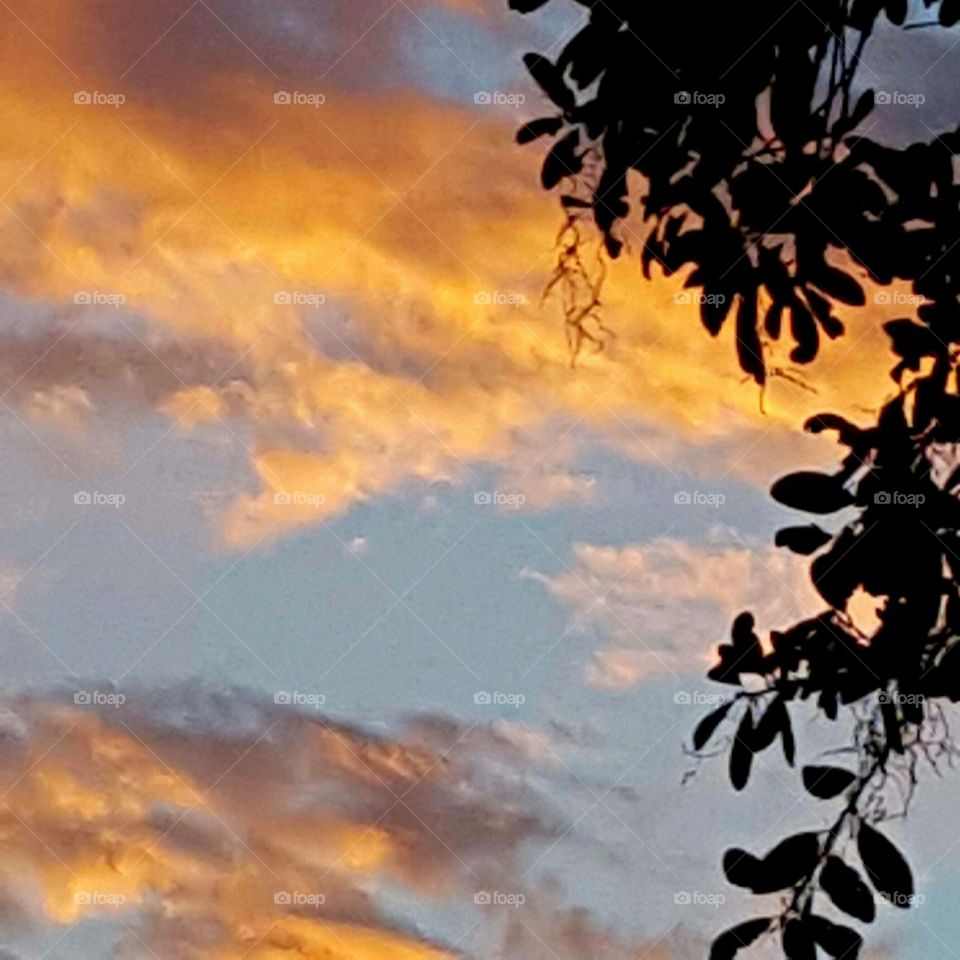 Sky, Tree, No Person, Sunset, Silhouette