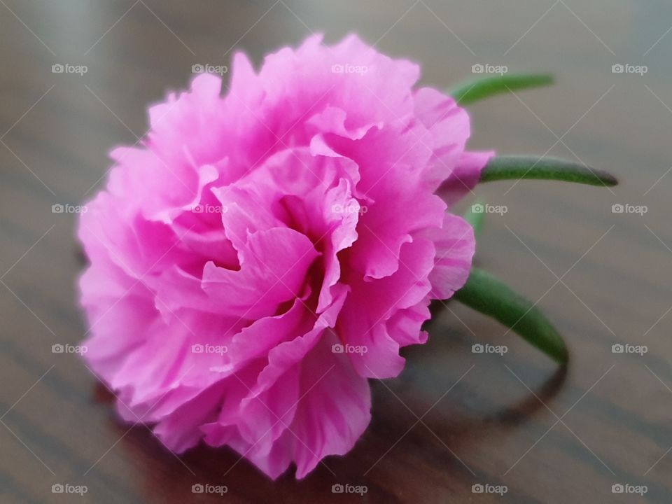 my beautiful Portulaca grandiflora