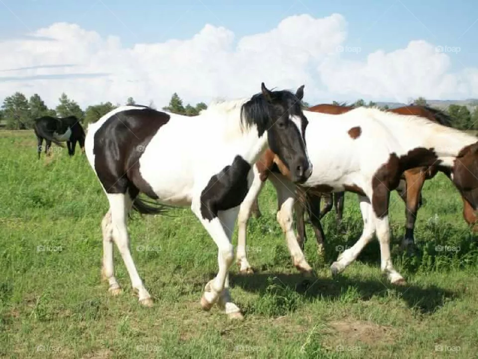 Horses