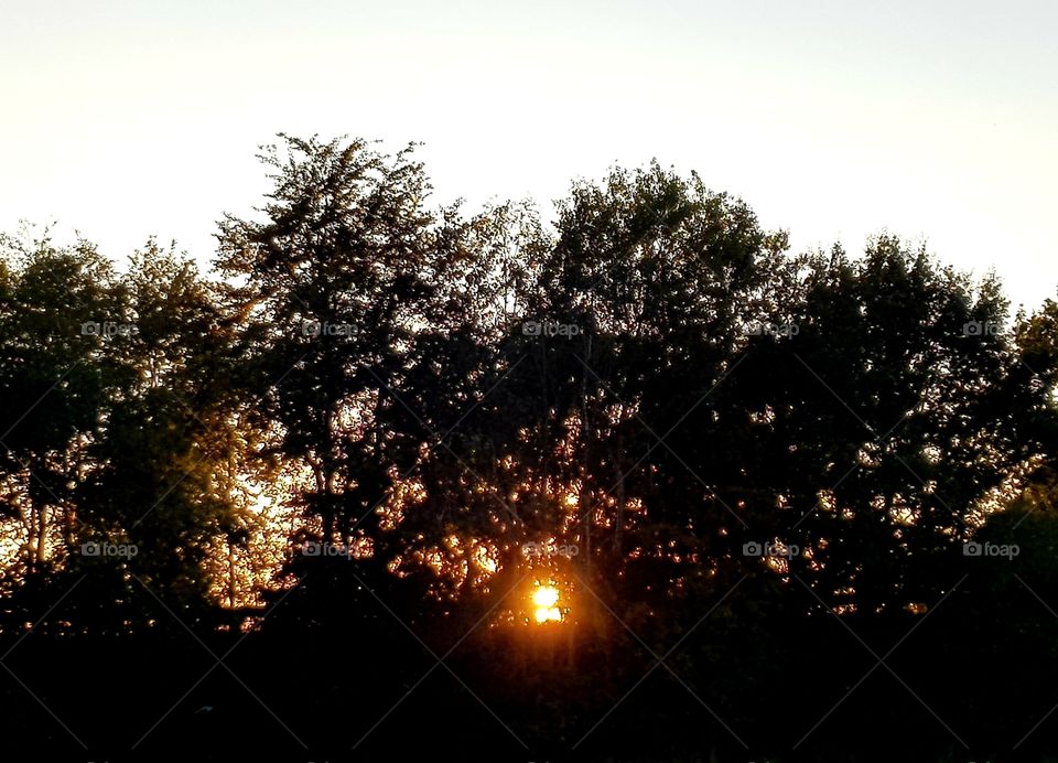 Sunset behind trees